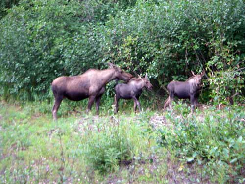 Moose by the higway