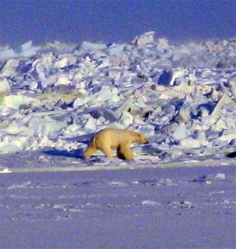  Charismatic MegaFauna