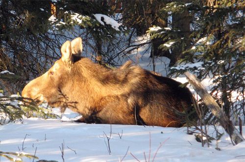 Anchorage Lawn Ornament