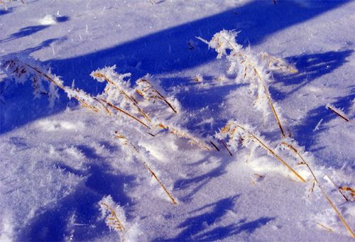 Frosty Plants