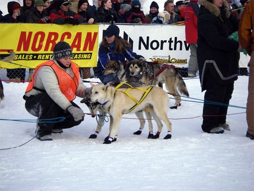 Yukon Quest Dog Race