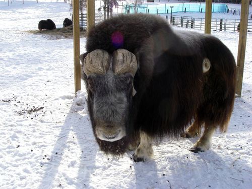 Musk Ox