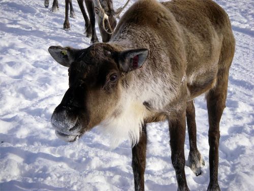 Caribou