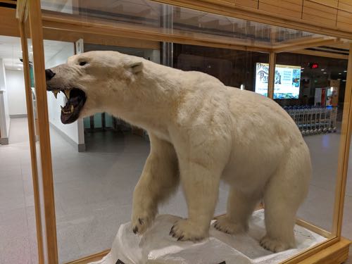 taxidermied polar bear