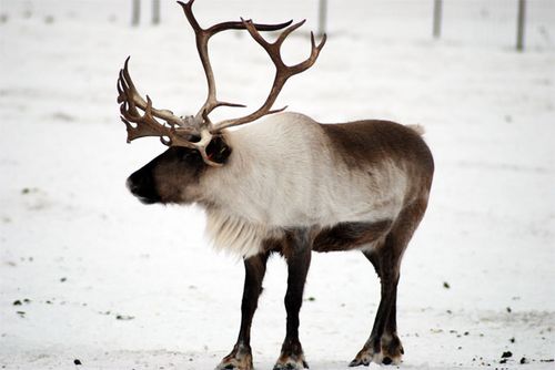 A lone reindeer