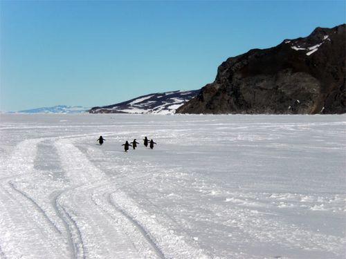 Penguins head home.