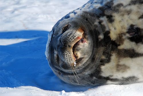 An up close picture of a Weddell seal.