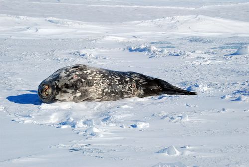 A Weddell seal sunbathing.