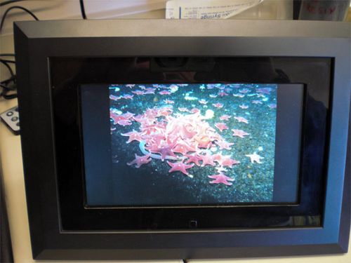 A video picture frame with a photo of  gorgeous red starfish.