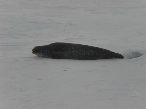 The seal had just emerged from the hole as we drove up.