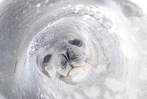 A close-up of a seal.