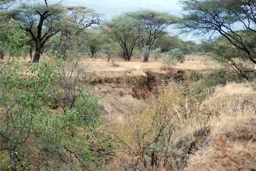 An area full of vegetation in Kenya.