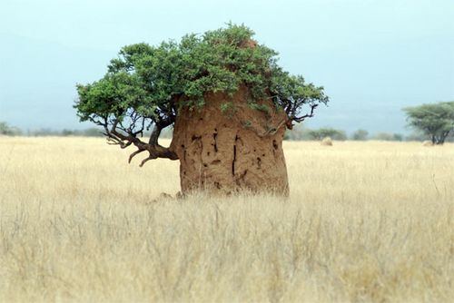 An acacia tree surrounded by a termite  mound.