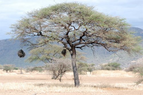 A tree with two hanging bird nests.