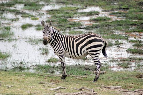 The zebra is checking us out. 