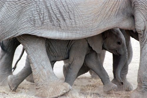 A baby elephant walking under its  mother…it's so cute!