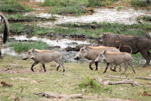 Three baby warthogs and their  mother.