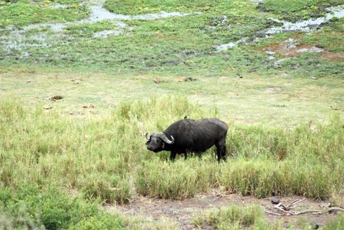 The cape buffalo and a little friend on  his back.