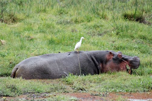 A hippopotamus and his little buddy.