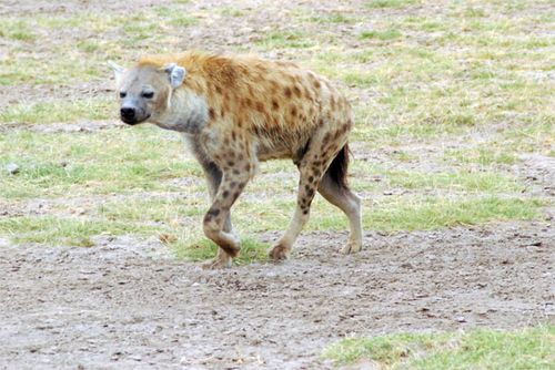 A spotted hyena.