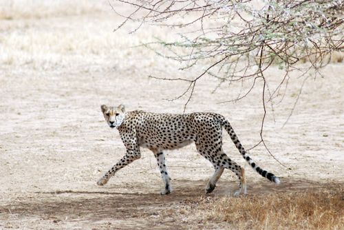 A long, lanky cheetah.