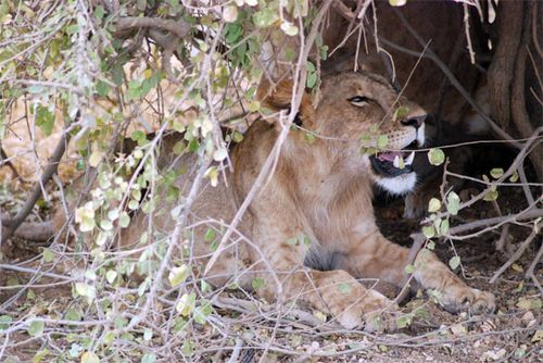 A lion cub after it has had a big lunch.