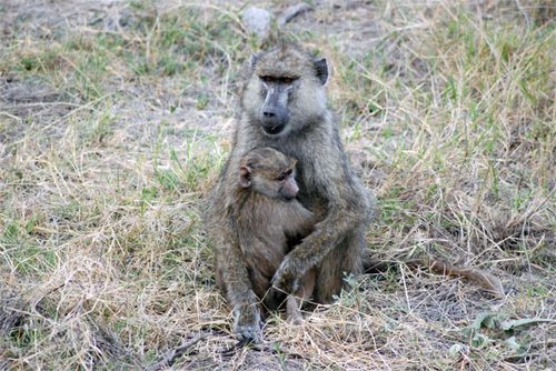 A baboon and her baby.