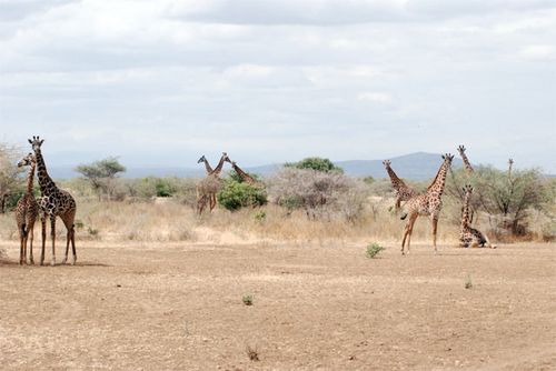 A group of giraffes enjoying the  African savannah.