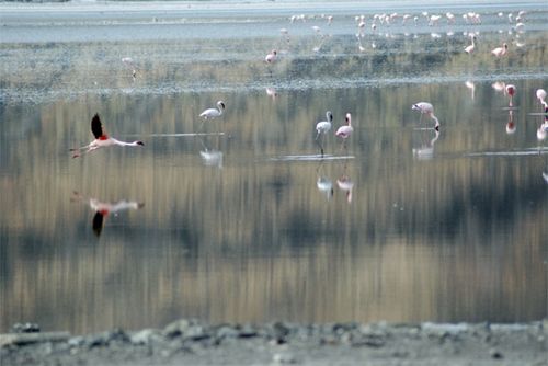 A flurry of flamingos near Magadi  Lake.