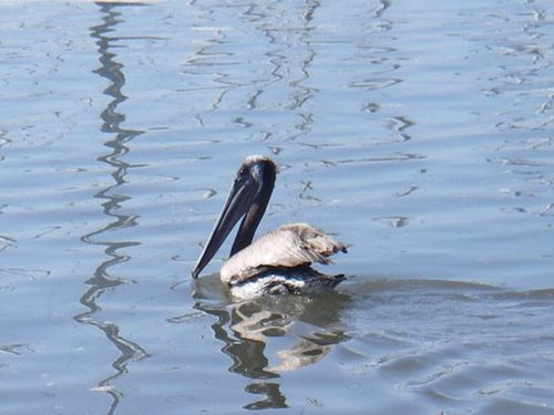 A California brown pelican.