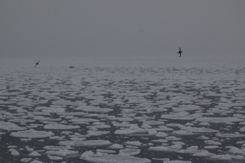 Pancake Ice and Antarctic petrels