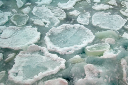 Pancake ice with algae