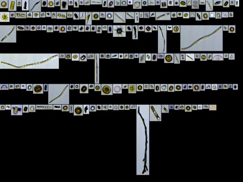 FlowCam image of Southern Ocean Diatoms 2