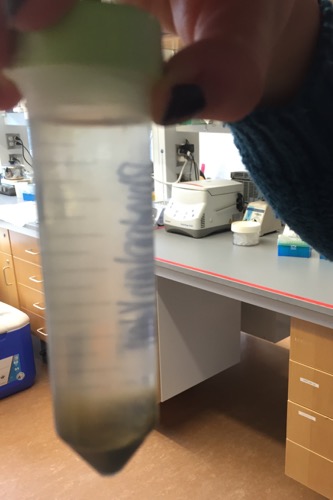 Narragansett plankton sample