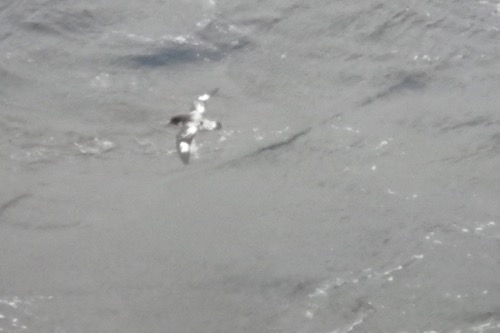 Cape Petrel