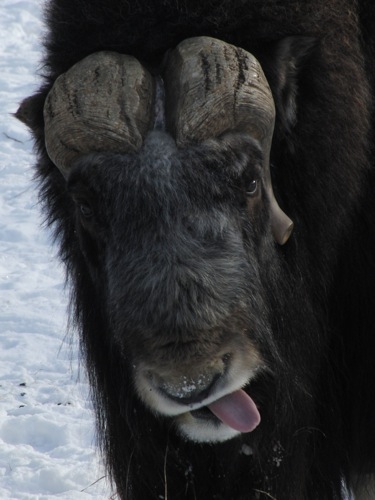 Musk ox