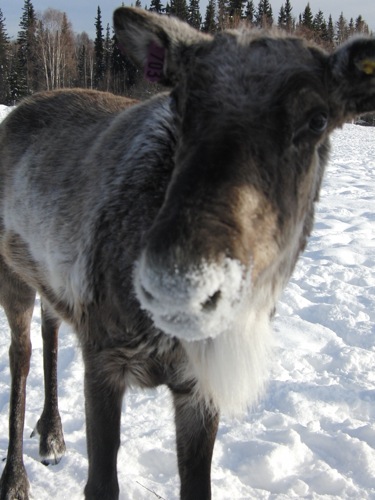 Caribou!