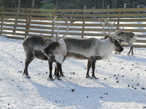 Reindeer!