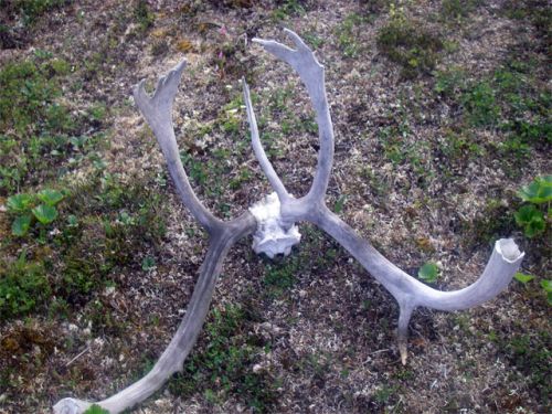 Caribou skull top with attached antlers.