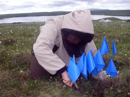 Ann Arbor teacher slices up precious tussock.