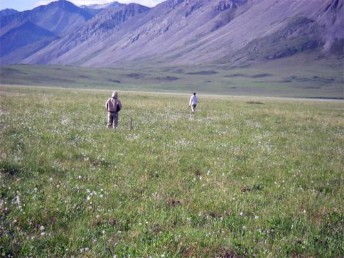 Laura and Jen Place Transect Tape at Control-Fertilized Plot.