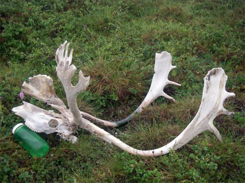 Large caribou head and antlers.