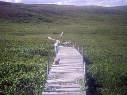 Spermophilus parryii on the boardwalk.