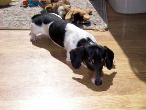 Pi the piebald miniature dachshund