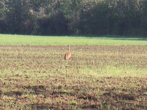 Lesser Sandhill Crane in Creamer's field.