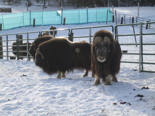 Musk ox in Fairbanks, Alaska