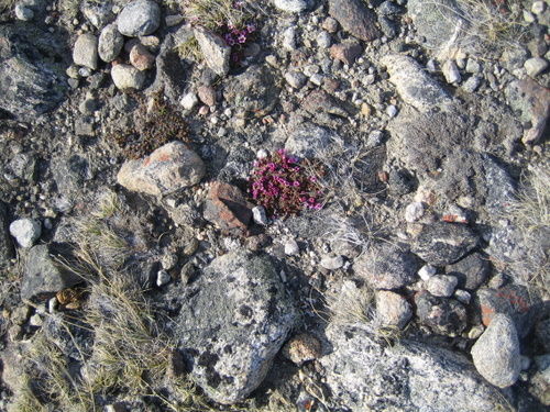 How can this flower grow in these rocks?