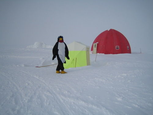 Penguin waiting for the bathroom