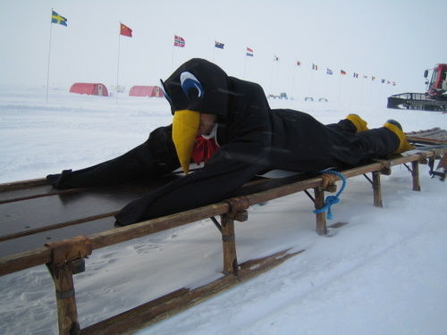 Penguin on Nanson Sled