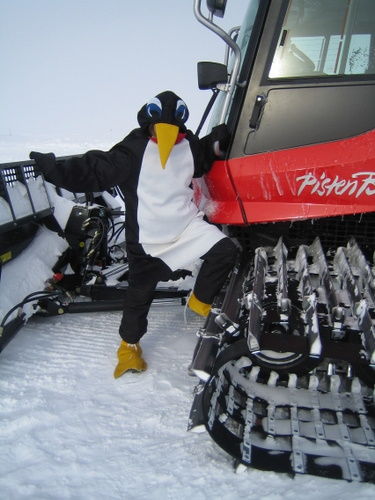 Penguin on Piston Bully